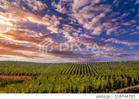 Vineyards on the wine road, Alsace, France Vineyards on the wine road, Alsace, France 119744785