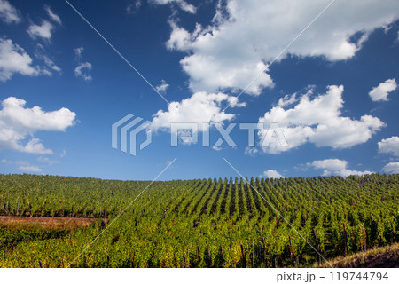 Vineyards on the wine road, Alsace, France 119744794