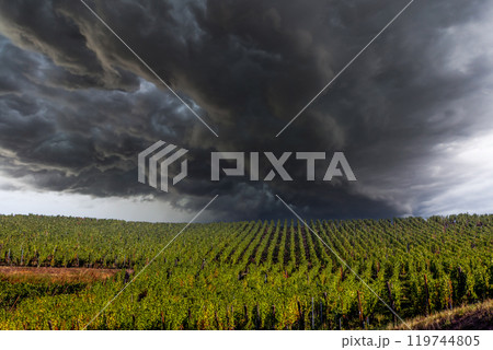 Vineyards on the wine road, Alsace, France 119744805