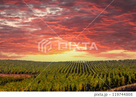 Vineyards on the wine road, Alsace, France 119744808