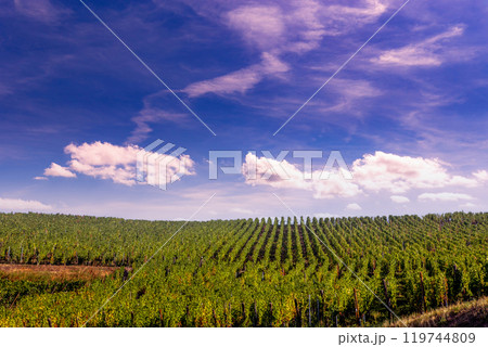 Vineyards on the wine road, Alsace, France 119744809