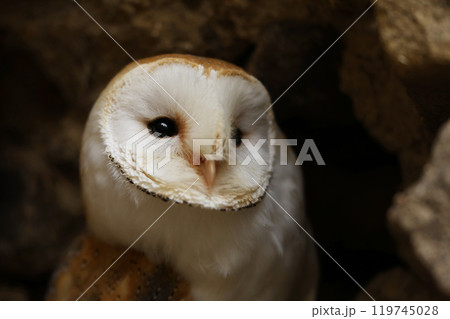 Barn Owl Looking Out of a Hole in an old Wall - Tyto Alba. Barn Owl Looking Out of a Hole in an old Wall - Tyto Alba. 119745028
