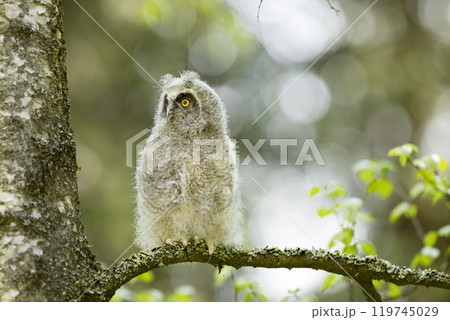 Young owl in spring forest, green leaves. Long-eared Owl nesting on the branch during springtime. Wildlife scene from nature, Czech republic Young owl in spring forest, green leaves. Long-eared Owl nesting on the branch during springtime. Wildlife scene from nature, Czech republic 119745029