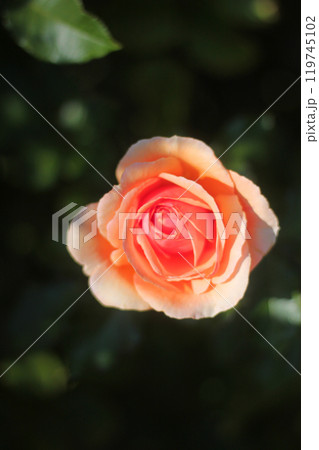 バラの花 119745102