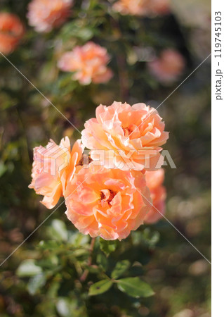 オレンジ色の薔薇 オレンジ色の薔薇 119745103