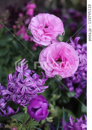 ピンクの薔薇と紫のヒヤシンス 119745119