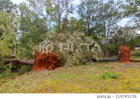 Stormy hurricane uprooted trees on ground, causing extensive damage during violent winds Stormy hurricane uprooted trees on ground, causing extensive damage during violent winds 119745239