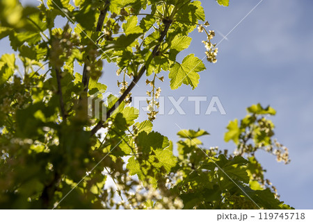 growing edible gooseberry berries in rural areas growing edible gooseberry berries in rural areas 119745718