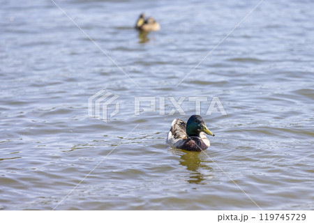 ducks on the lake in sunny weather in the spring season 119745729