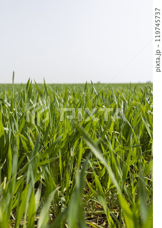 new growing crop of cereals in the spring season 119745737