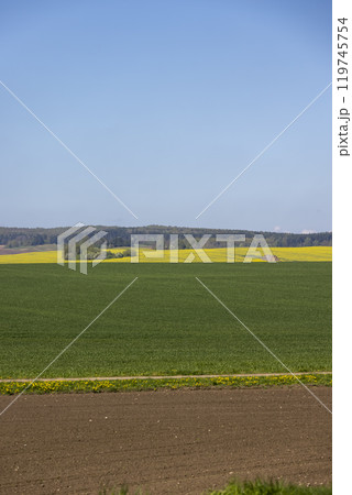 a yellow rapeseed field during the flowering period, green wheat and plowed brown earth 119745754