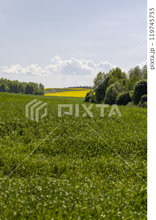 a large amount of green wheat that grows actively in spring 119745755