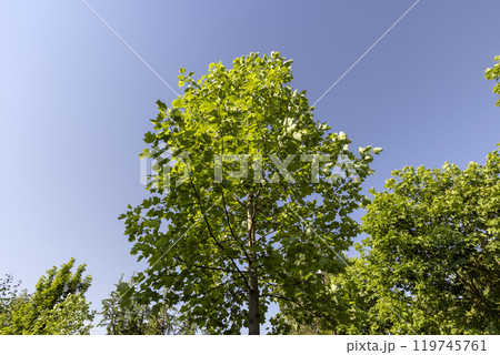 the green foliage of a tulip tree in sunny weather 119745761
