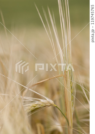 wheat field after a thunderstorm and rain 119745765