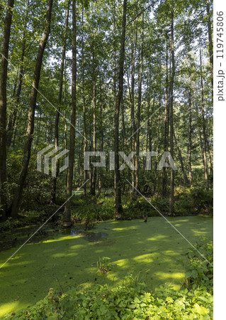 grass and trees in the swamp in the summer 119745806