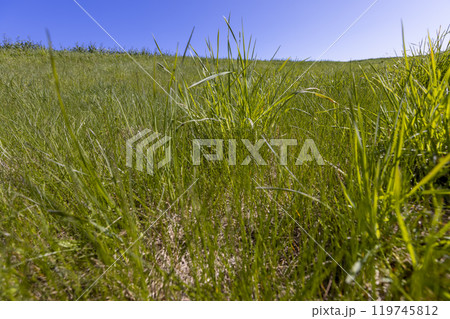 spring green grass against a blue sky in sunny weather spring green grass against a blue sky in sunny weather 119745812