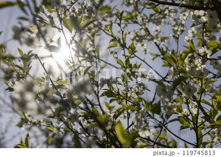 sunny weather in an orchard with cherries sunny weather in an orchard with cherries 119745813