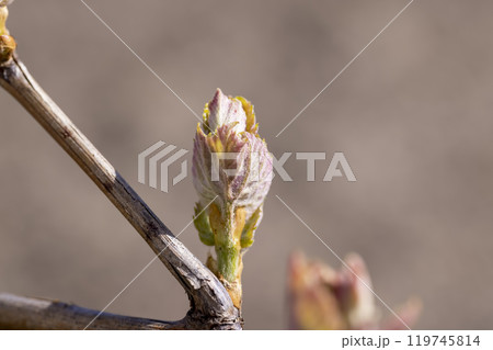the first leaves of grapes in spring in the vineyard 119745814