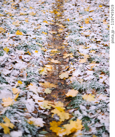 First snow in autumn park alley 119745919