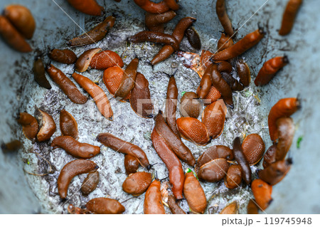 Many orange slugs Arion vulgaris collected in a bucket from the garden 119745948