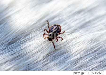 Small brown tick mite arachnid parasite insect on white dog hair 119745976