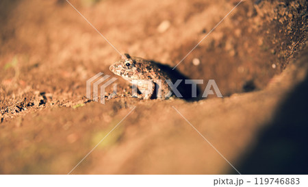 穴から出てきたヌマガエル 穴から出てきたヌマガエル 119746883