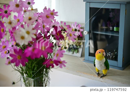 コスモスとシロハラインコ 119747592