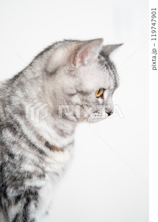 室内飼いの猫 室内飼いの猫 119747901