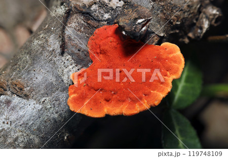 鮮やかな赤橙色デ森の中でもよく目立つヒイロタケの裏（ストロボ＋マクロ撮影） 119748109