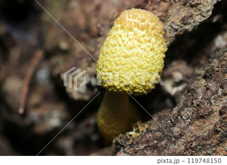 イボイボのある黄色い卵型のコガネキヌカラカサタケの幼体(自然光+ストロボ、マクロ接写撮影) イボイボのある黄色い卵型のコガネキヌカラカサタケの幼体(自然光+ストロボ、マクロ接写撮影) 119748150