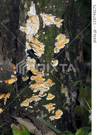 朽ちた切り株に苔ととも白とベージュ色のニクウスバタケキノコの群生（ストロボ＋マクロ撮影） 119748275