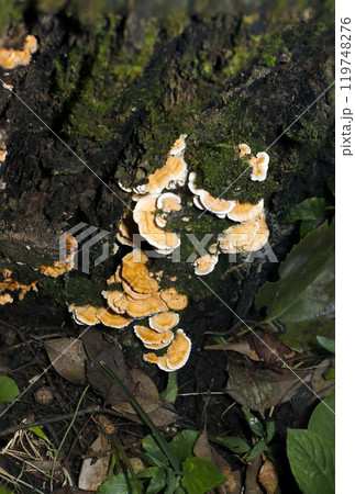 朽ちた切り株に苔ととも白とベージュ色のニクウスバタケキノコの群生（ストロボ＋マクロ撮影） 119748276