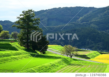 宮守の棚田 119748366