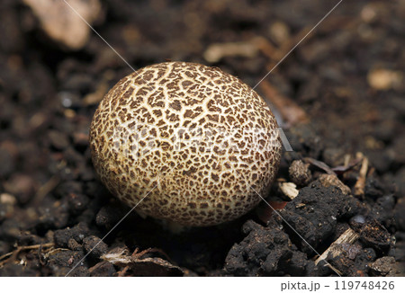 小さなゴマ団子のような丸いヒメカタショウロキノコ（ストロボ＋マクロ撮影） 119748426