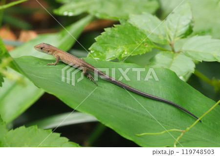 ニホンカナヘビ 119748503