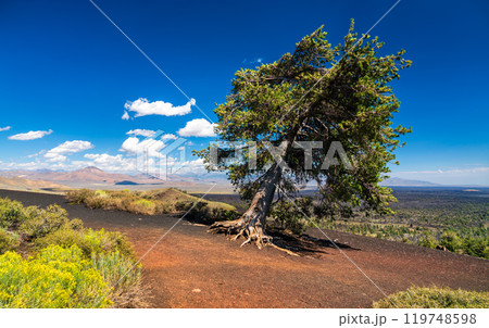 Solitary Tree on the Summit of Inferno Cone, Craters of the Moon National Monument in Idaho, United States Solitary Tree on the Summit of Inferno Cone, Craters of the Moon National Monument in Idaho, United States 119748598