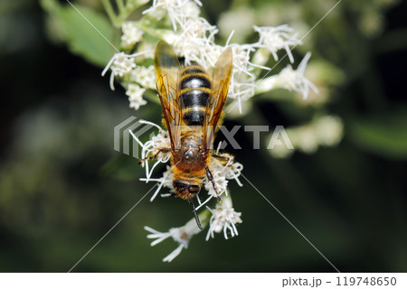 白ヒヨドリバナから花粉を集めるヒメハナバチ（自然光+ストロボ・マクロ接写） 119748650