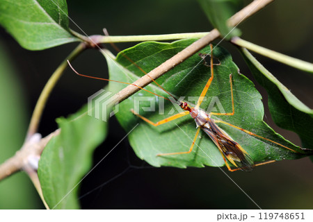 オレンジと茶色のカラフルなヒゲナガサシガメ成虫(自然光+ストロボ・マクロ接写) オレンジと茶色のカラフルなヒゲナガサシガメ成虫(自然光+ストロボ・マクロ接写) 119748651