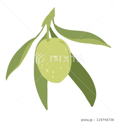 Cartoon green olives. Organic olive leaf branch, organic vegetarian food for logo design, natural green olives healthy product. Vector isolated icon. Cartoon green olives. Organic olive leaf branch, organic vegetarian food for logo design, natural green olives healthy product. Vector isolated icon. 119748736