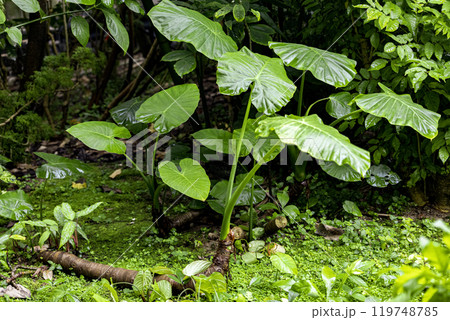 森の中のクワズイモ 119748785