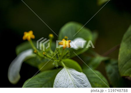 黄色い花に白い葉 黄色い花に白い葉 119748788