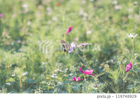 コスモスとアゲハ蝶 コスモスとアゲハ蝶 119748929
