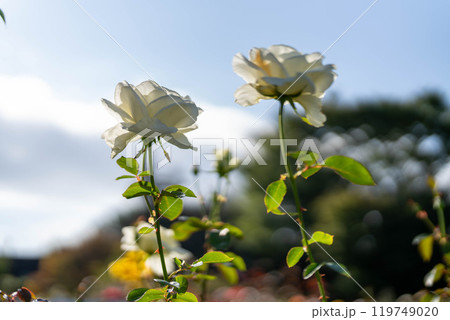 秋バラ　可憐な白い薔薇と青空 119749020