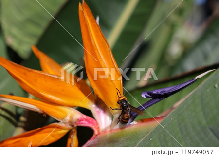 蜂と極楽鳥花 119749057