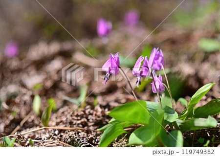 春の陽射しを浴びながら咲くカタクリの花 春の陽射しを浴びながら咲くカタクリの花 119749382