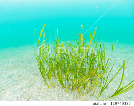 美しい海藻、アマモ（ミル科）の群生  神奈川県三浦市荒井浜2024年6月 119749386