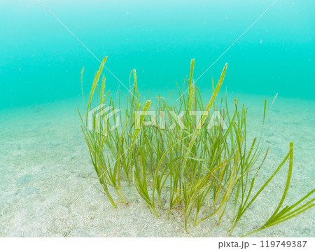 美しい海藻、アマモ（ミル科）の群生  神奈川県三浦市荒井浜2024年6月 119749387