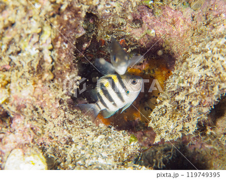 美しいオヤビッチャ（スズメダイ科）の幼魚他  神奈川県三浦市荒井浜2024年6月 119749395