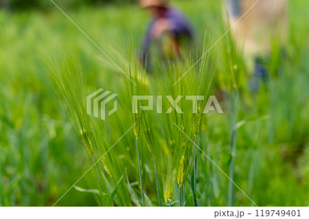 麦を摘む 119749401