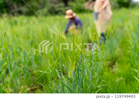 麦を摘む 119749403